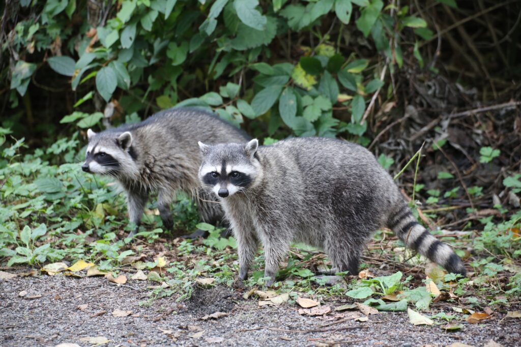 アライグマ対策
